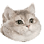 Breathingintensifiescat Discord Emoji