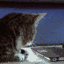 Catsurprise Discord Emoji