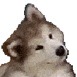 Emoji de cachorro confuso