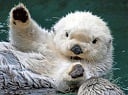 Seaotter Discord Emoji